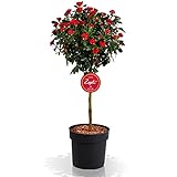 Zepeti - fun & easy Zepeti Rosenstämmchen, Ministamm, Rosenpflanze, winterhart, für Garten, Terrasse, Balkon oder Kübel, rote Blüten, 6 Liter Topf