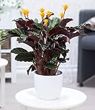 BALDUR Garten Calathea Crocata, 1 Pflanze Luftreinigende Zimmerpflanze Korbmarante lang blühende Zimmerpflanze
