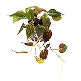 Exotenherz - Philodendron micans - Dunkler Kletternder Baumfreund - 12cm Topf