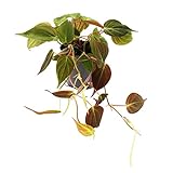 Exotenherz - Philodendron micans - Dunkler Kletternder Baumfreund - 12cm Topf