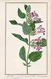 Melitte a feuilles de Melisse / Melittis Melissophyllum - Immenblatt / Botanik botany / Blume flower / Pflanze plant