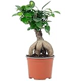 Chinesische Feige - pflegeleichte Zimmerpflanze, Ficus Ginseng - Höhe ca. 25 cm, Topf-Ø 12 cm