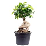 Chinesische Feige - pflegeleichte Zimmerpflanze, Ficus Ginseng - Höhe ca. 40 cm, Topf-Ø 17 cm