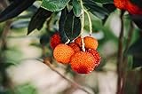 3 Stück Erdbeerbaum ca.30 cm Arbutus unedo -Erdbeerstrauch - Winterblüher und mediterranes Gehölz