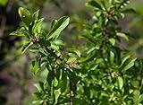Schlehe,Schwarzdorn Prunus spinosa im Topf gewachsen ca. 40-60 cm