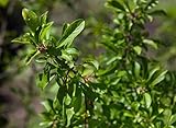 Schlehe,Schwarzdorn Prunus spinosa im Topf gewachsen ca. 40-60 cm