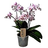 Plant in a Box - Phalaenopsis Multiflora - Orchidee rosa - Mottenorchidee - Katzenfreundlich - Topf 12cm - Höhe 35-45cm