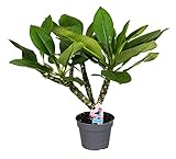 Plant in a Box - Plumeria Hawaiian - Höhe 45-55cm - Frangipani - Blühende Zimmerpflanze - Tropische Pflanze - Topf 17cm