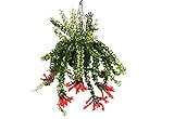 Plant in a Box - Aeschynantus Twister - Korallenstrauch - Krebsgesang - Rote Blumen - Topf 15cm - Höhe 20-30cm