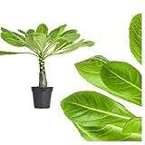 1x echte Hawaii Palme - ca. 45cm gross - brighamia insignis Vulkanpalme/blühende Zimmerpflanze Hawaiipalme endemisch aus Hawaii - sehr exotisch, immergrün