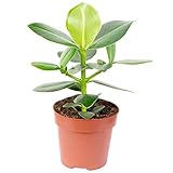 Balsamapfel - pflegeleichte Zimmerpflanze, Clusia rosea - Höhe ca. 25 cm, Topf-Ø 12 cm