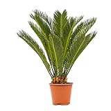 WL Plants Cycas Revoluta Zimmerpflanze - Friedenspalme - Sago-Palme - Palmfarn - Exotische Zimmerpflanzen - Topfpflanzen echt - Grünpflanzen Luftreinigend - Pflanzen Höhe +/- 60cm inkl. Topf Ø17cm