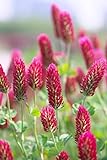 3000+ Samen Inkarnatklee Trifolium incarnatum Blutklee Rosenklee Bienenweide Wildblume Nektar Wiesenblumen