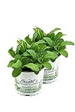 2x Borretsch,Borago officinalis,Gurkenkraut, Marktfrische Pflanze