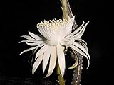 Selenicereus Grandiflorus'Fiore Bianco' - Taglio