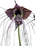 Schwarze Fledermausblume 'Black-Bat-Flower' - Tacca chantrieri *10 Samen* Teufelsblume