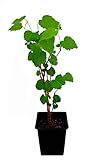Seedeo® Weißer Maulbeerbaum (Morus alba) ca. 50 cm - 70 cm