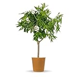 Bloomify® Mandelbaum 'Manolo' | 120 bis 150 cm großer winterhartes Mandelbäumchen | pflegeleichte Mandel für Garten oder Topf | schöne Blüten, süße Mandelkerne, selbstbestäubend