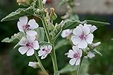 200 Samen Echter Eibisch Althaea officinalis Heilpflanze Wildblume Bienenpflanze für den Apothekergarten oder Naturgarten