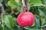 Malus 'Roter Berlepsch' Apfelbaum - Winterhart & Aromatisch, CAC-Qualität, 7,5L Topf, Robuste Obstbaum-Sorte