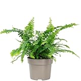 Schwertfarn 'Green Lady' - pflegeleichte Zimmerpflanze, Nephrolepis - Höhe ca. 35 cm, Topf-Ø 12 cm