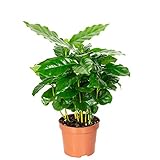 Kaffeepflanze - pflegeleichte Zimmerpflanze, Coffea Arabica - Höhe ca. 15-20 cm, Topf-Ø 9 cm