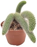Fangblatt - Hildewintera colademononis Gr. L - Affenschwanz-Kaktus im Ø 10,5 cm Topf - exotische Zimmerpflanze - seltene Sukkulente