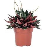 Zwergpfeffer 'Smit Rosso' - pflegeleichte Zimmerpflanze, Peperomia - Höhe ca. 15 cm, Topf-Ø 10,5 cm