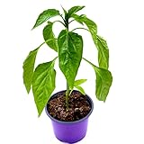 Balkon Paprika Pflanze CAPSICUM ANNUUM ‘MIDIRED‘ Gemüse Pflanze 2stk