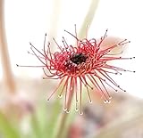 Sonnentau aus Australien - Drosera Paradoxa - aufregende Fleischfressende Pflanze von Fangblatt