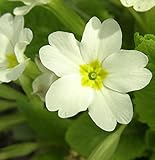 Stängellose Schlüsselblume - Primula vulgaris - Gartenpflanze