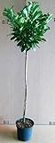 Kirschlorbeer Hochstamm - Prunus Rotundifolia, Höhe: 170-180 cm, immergrün + Dünger