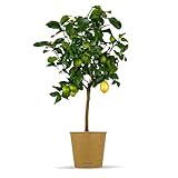 Bloomify® Zitronenbaum “Zeus” | 80 bis 110 cm | Fruchtreife Zitrone perfekt für Terasse und Balkon | veredeltes Zitronenbäumchen | echte Zitruspflanze | Citrus Limon | Lemon Tree