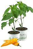 2x Gelber Spitzpaprika 'Conyl Yellow F1', Capsicum annuum, frische Paprika Pflanze direkt aus der Gärtnerei Enseleit