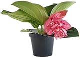 Fangblatt - Medinilla magnifica - Philippine Orchidee - exotische Zimmerpflanze der Tropen mit riesigen rosa Blüten