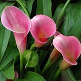 100 Stück Zantedeschia Calla-Liliensamen, Bonsai-Topfpflanzen, Gartenblumen, Dekor, Gartensamen zum Pflanzen Rosa Calla-Lilien-Samen