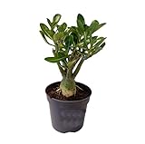 Plant in a Box - Adenium Obesum - Wüstenrosen - Topf 10,5cm - Höhe 25-40cm - Zimmerpflanzen