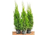 Edel Thuja Smaragd immergrüner Lebensbaum Heckenpflanze Zypresse im Topf gewachsen 80cm+ (1 Stück)