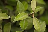 Elaeagnus ebbingei 60-80cm - Winterharte Ölweide, Immergrün, Robuste Gartenpflanze, C5 Topf