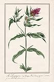 Melampyre des Champs / Melampyrum arvense - Acker-Wachtelweizen / Botanik botany / Blume flower / Pflanze plant