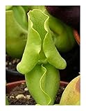 Sarracenia purpurea ssp. venosa pallidiflora - 3 Samen