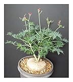 Jatropha augustii - Caudexpflanze - 1 Samen