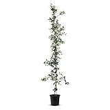 Tropictrees - Trachelospermum Jasminoides - 200cm - Winterhart - Sternjasmin - toskanischer Jasmin -Weiß - 1 pcs