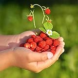 Wild Strawberry Rugia Samen - Wald-Erdbeere