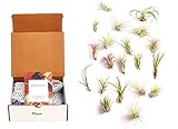Shop Succulents Sortierte Sammlung von tropischen Tillandsien Luftpflanzen-Set, handverlesene Sortenpackung | Sammlung von 24