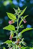 Seedeo Tollkirsche (Atropa belladonna) 100 Samen