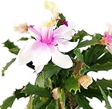 Fangblatt - Schlumbergera Hybride 'wild' - Weihnachtskaktus mit weiß rosa Blüten - hängender Kaktus - pflegeleichte Zimmerpflanze