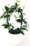 POWERS TO FLOWERS - CEROPEGIE SANDERSONII Vase 13 cm Durchmesser, echte Pflanze