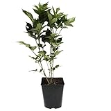 Schwarzer Holunder Haschberg Sambucus nigra großfrüchtig 40-60 cm mit 3-5 Liter Topfballen