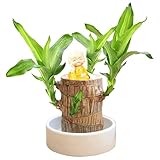 Brasilien Glücksholz Pflanze Set Kleine Mini Glücksholz Aus Brasilien Brasilianische Holzpflanze mit Mönchsstatuen Desktop Pflanze Brazilian Wood Plant Hydrokulturpflanze (A-011)